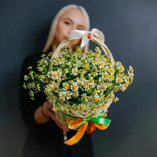 Купить 25 ромашек в корзине