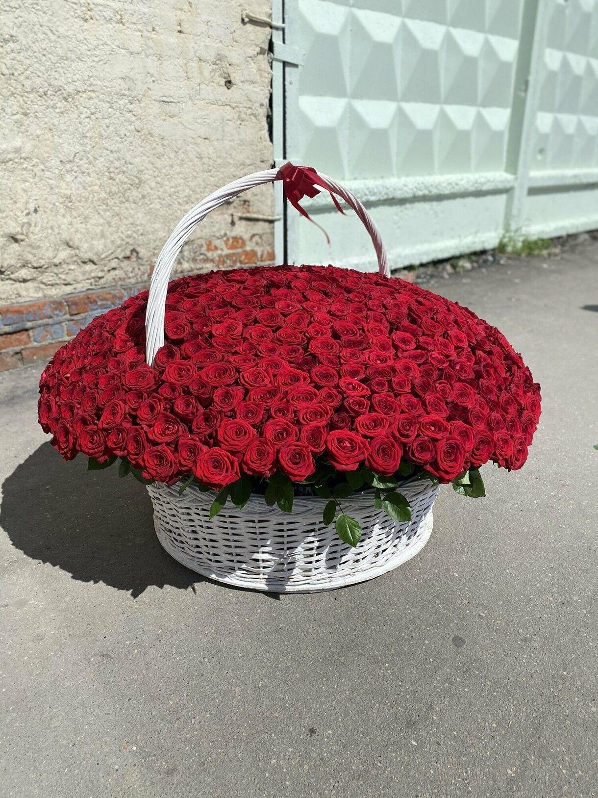 501 роза классика