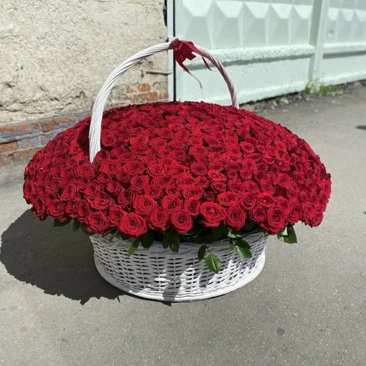 Купить 501 роза классика