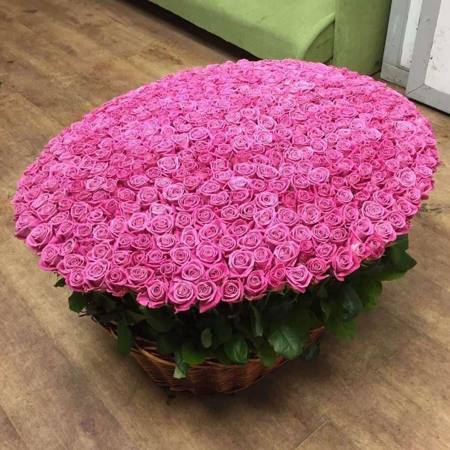 501 розовая роза