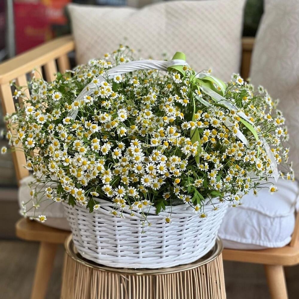 51 ромашка в корзине ракурс 2
