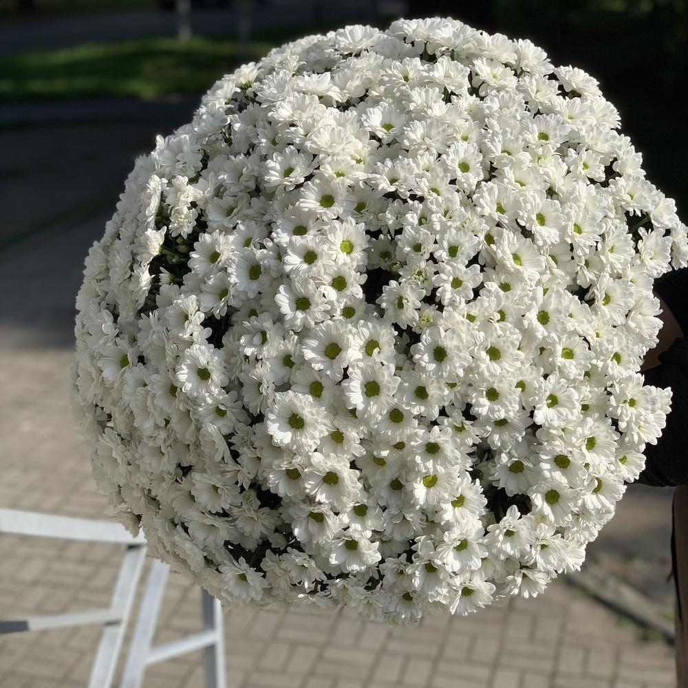 Букет из 51 белой хризантемы ракурс 2