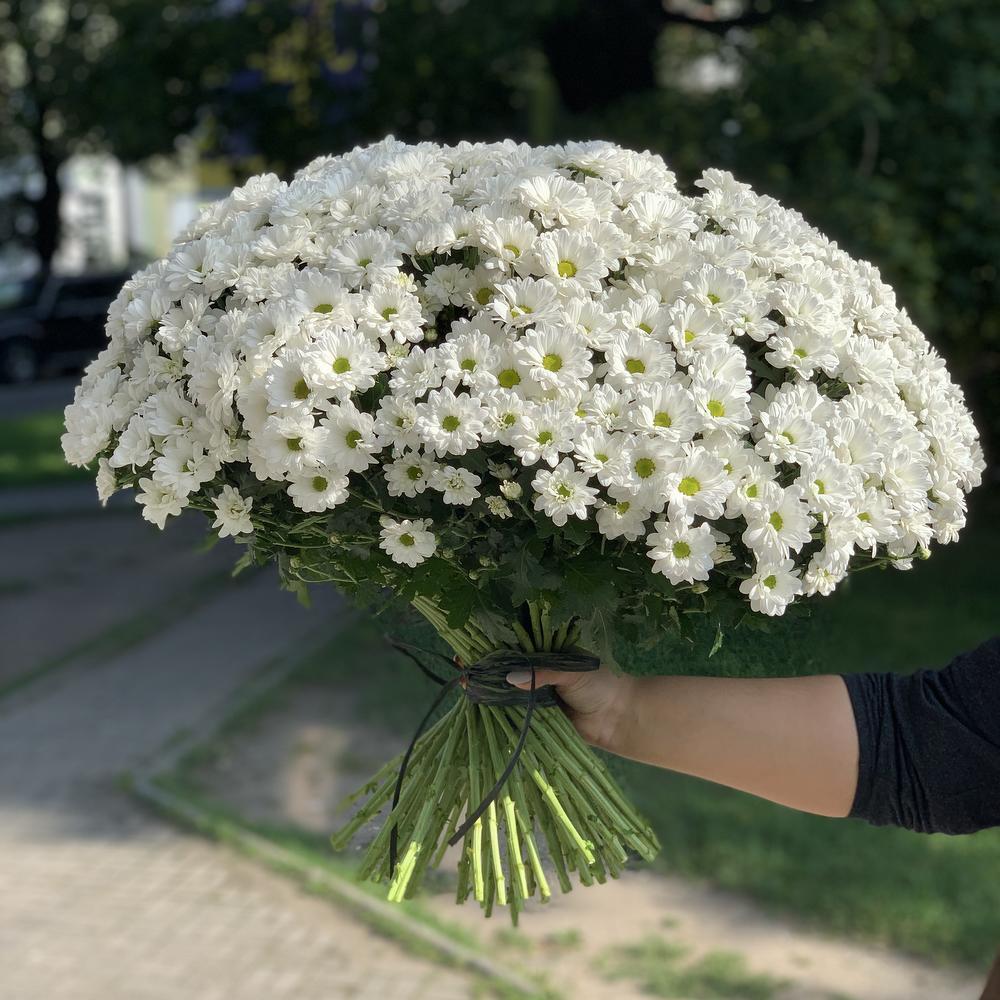 Купить букет из 51 белой хризантемы в Москве ракурс 4