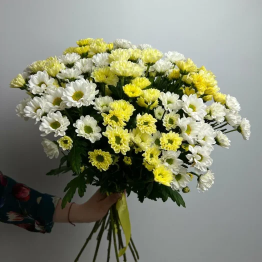 Микс хризантемы 25 шт в руках