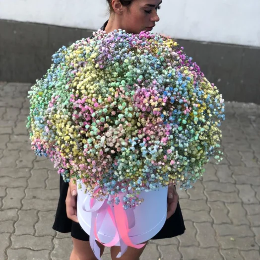 Купить Радужная гипсофила в коробке 51 шт