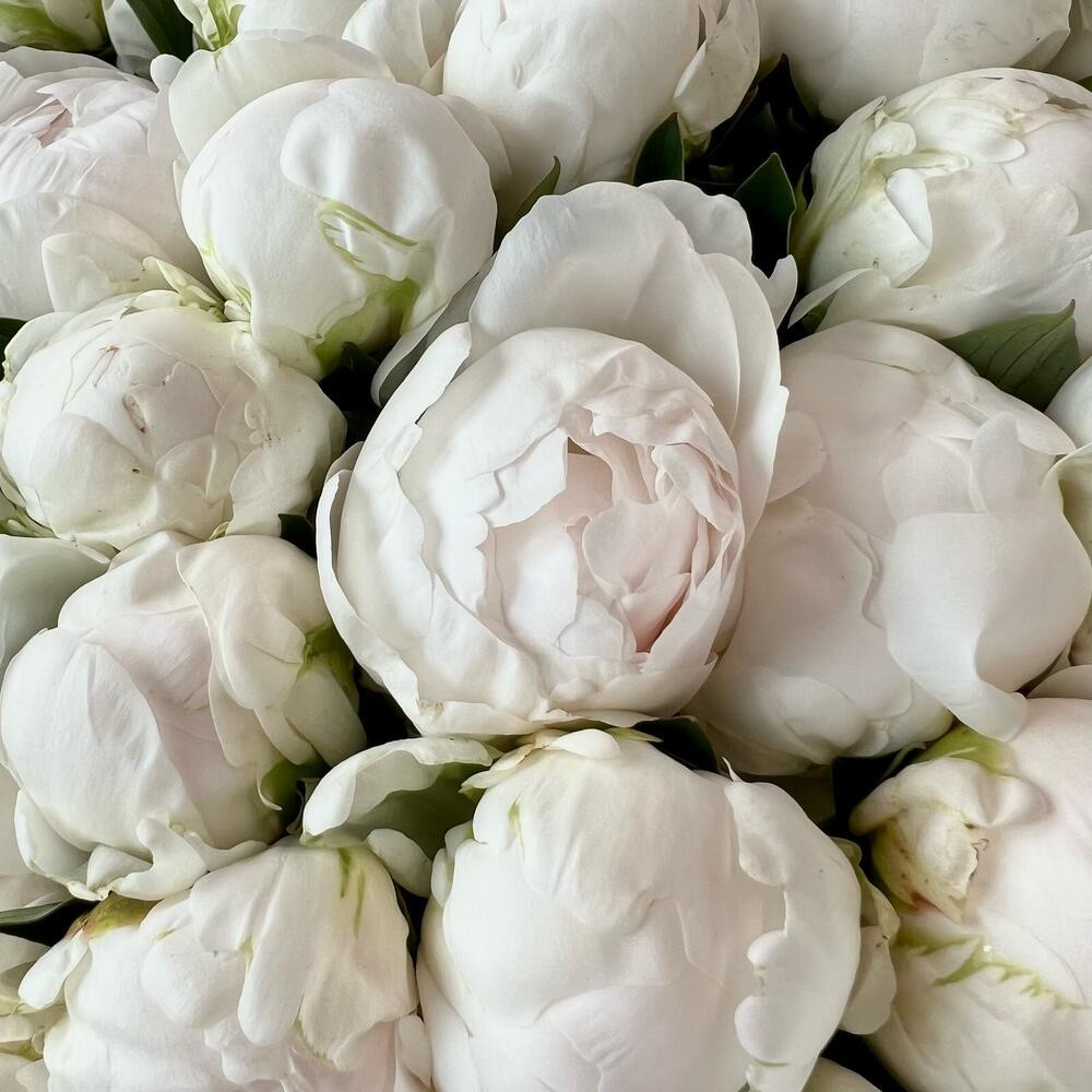 Заказ цветов: Роскошный букет из 35 белых пионов (сорт Duchesse de Nemours) - ракурс 5