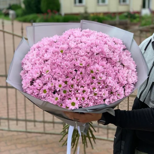Розовые хризантемы 21 шт в руках