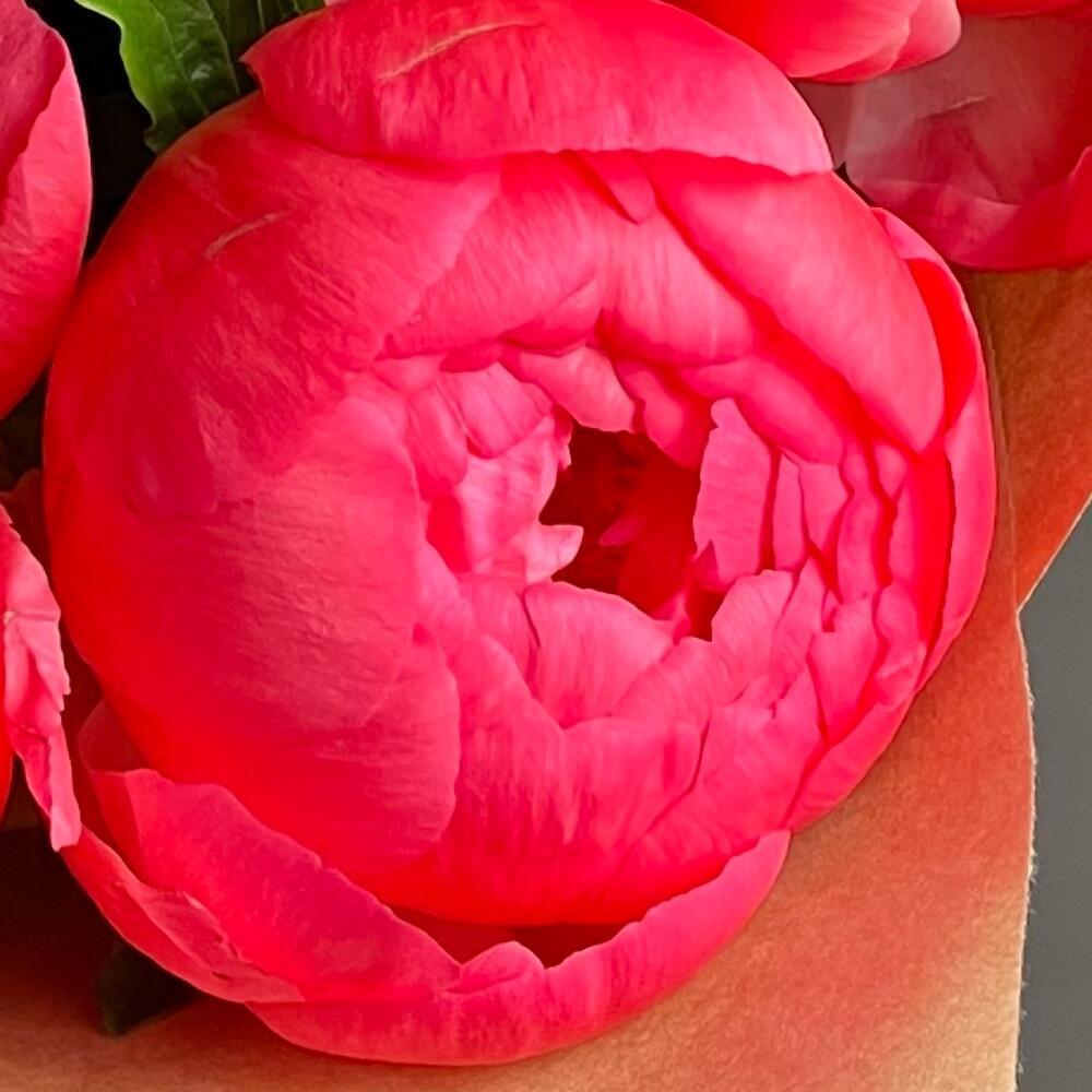 Купить яркий букет из 5 коралловых пионов (сорт coral charm) в Москве ракурс 4